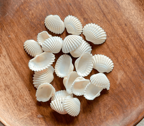 Shells S1